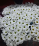 Доставка цветов и букетов в Чебоксарах.